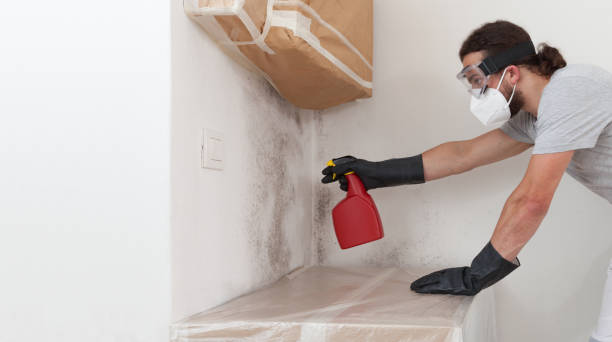 Professional Basement Mold Remediation technician working in Newton Highlands, MA