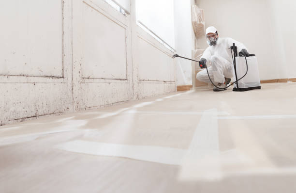 24/7 Emergency Basement Mold Remediation experts in Newton Highlands, MA
