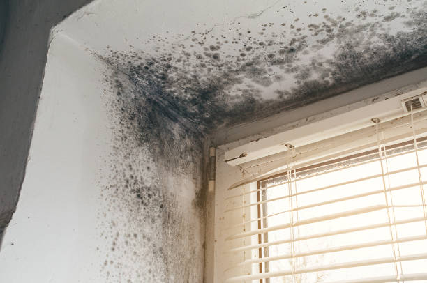 Affordable Basement Mold Remediation solutions in Newton Highlands, MA