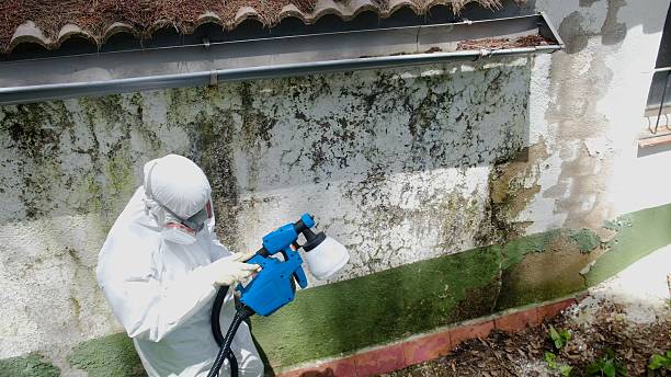 Top rated local Basement Mold Remediation specialists in Newton Highlands, MA